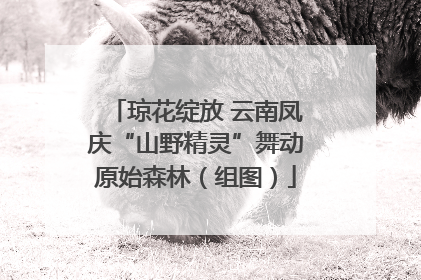 琼花绽放 云南凤庆“山野精灵”舞动原始森林（组图）
