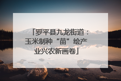 罗平县九龙街道：玉米制种“苗”绘产业兴农新画卷