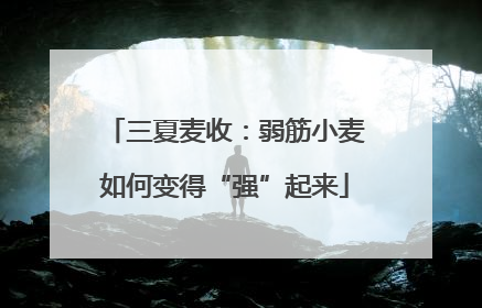 三夏麦收：弱筋小麦如何变得“强”起来