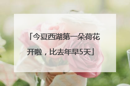 今夏西湖第一朵荷花开啦，比去年早5天