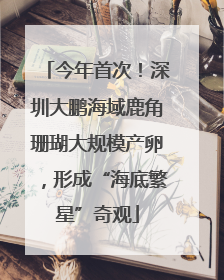 今年首次！深圳大鹏海域鹿角珊瑚大规模产卵，形成“海底繁星”奇观