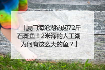 厦门海沧湖钓起72斤石斑鱼！2米深的人工湖为何有这么大的鱼？