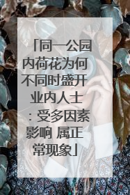 同一公园内荷花为何不同时盛开 业内人士：受多因素影响 属正常现象