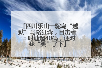 四川乐山一鸵鸟“越狱”马路狂奔，目击者：时速超40码，还对我“笑”了下