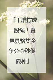 干群拧成一股绳！夏邑县骆集乡争分夺秒促夏种