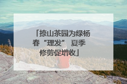 捺山茶园为绿杨春“理发” 夏季修剪促增收