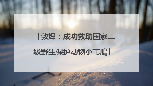 敦煌：成功救助国家二级野生保护动物小苇鳽
