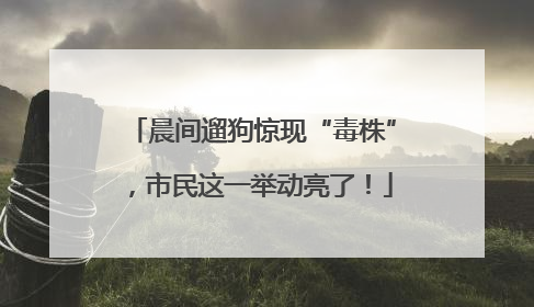 晨间遛狗惊现“毒株”，市民这一举动亮了！