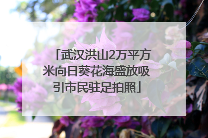 武汉洪山2万平方米向日葵花海盛放吸引市民驻足拍照