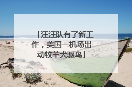 汪汪队有了新工作，美国一机场出动牧羊犬驱鸟