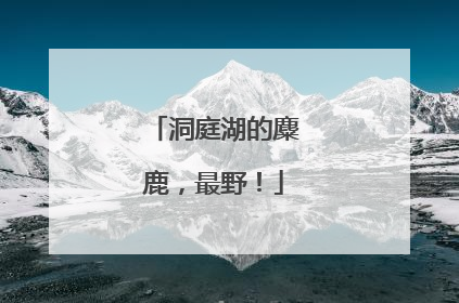 洞庭湖的麋鹿，最野！