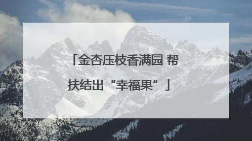 金杏压枝香满园 帮扶结出“幸福果”