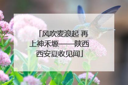 风吹麦浪起 再上神禾塬——陕西西安夏收见闻