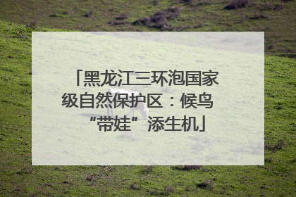 黑龙江三环泡国家级自然保护区：候鸟“带娃”添生机